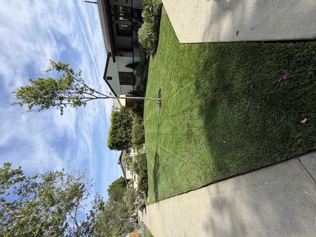 Residential front yard with pristine green lawn